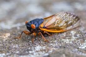 Cicada