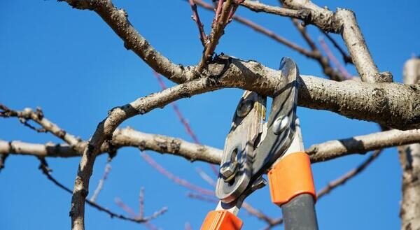 Dormant Pruning