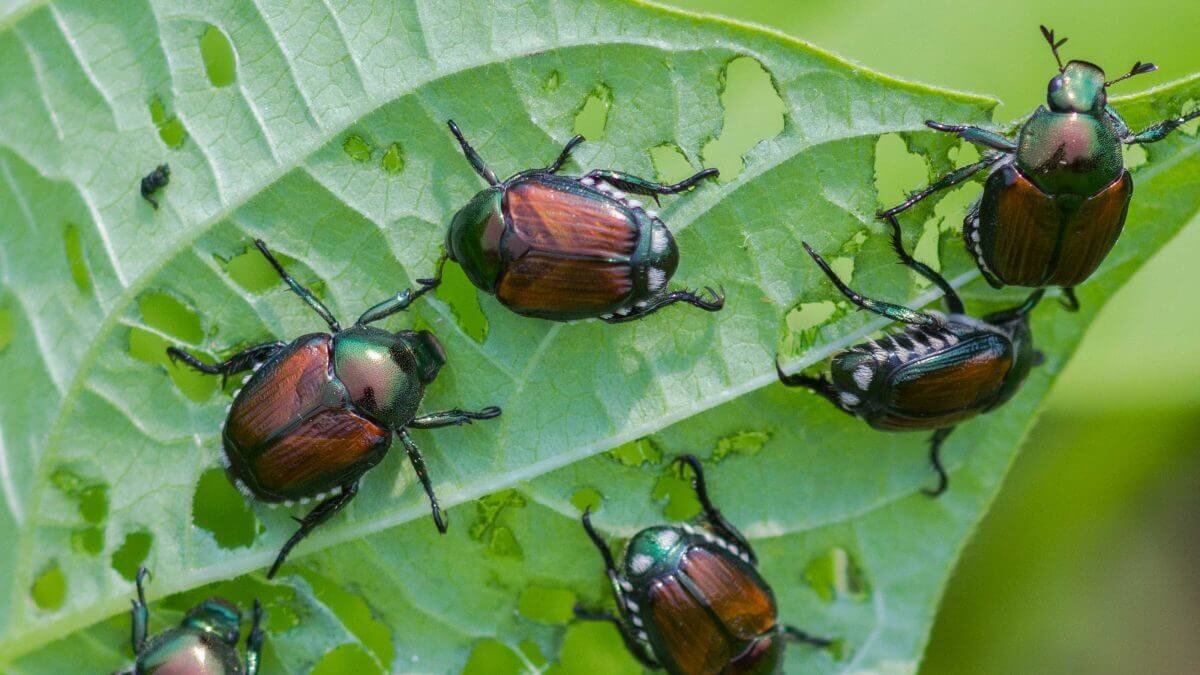 Japanese Beetle on Leaf