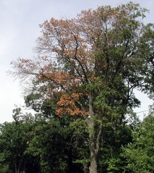 Oak wilt oak tree