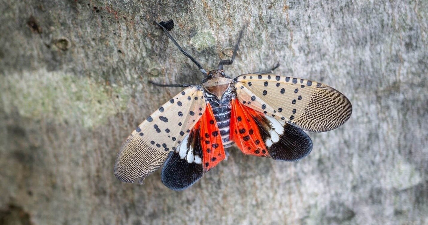 Spotted Lanternfly Invasive Tree Pest Blog