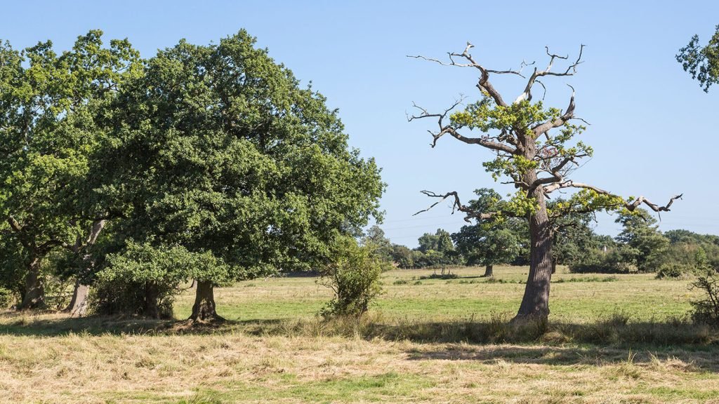 acute oak decline dieback of crown alamy ddem4d graham prentice