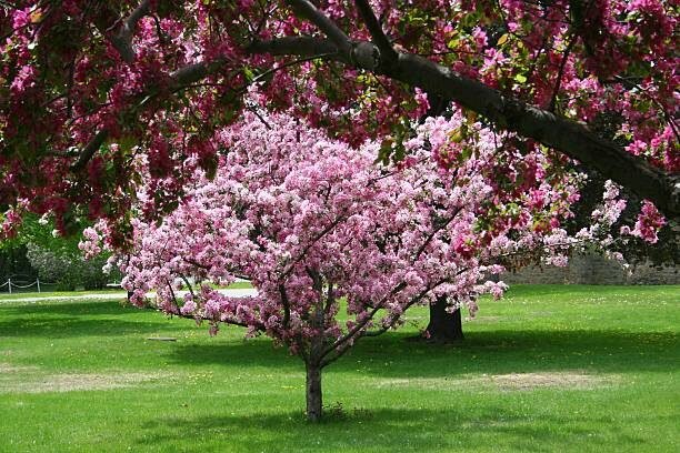 Blossoming Crab Apple Tree in the spring