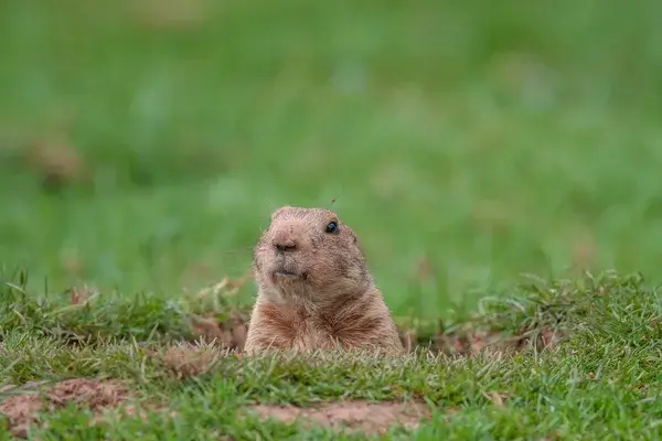 groundhog day
