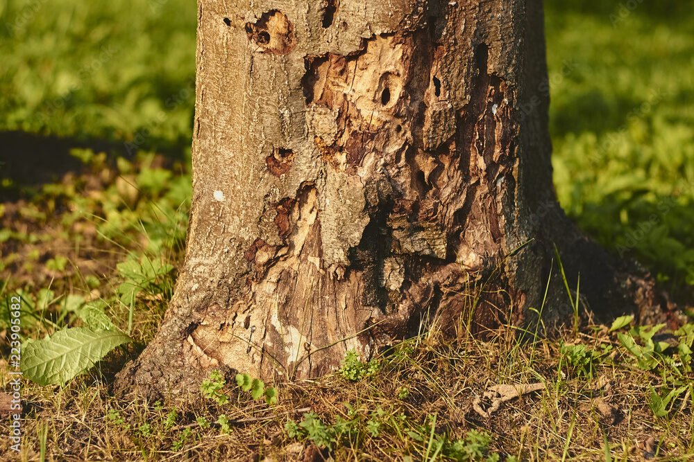 insect damaged tree trunk