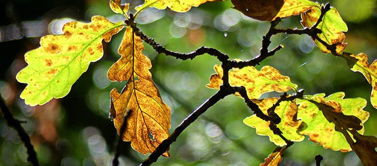 Fast Tree Removal Services