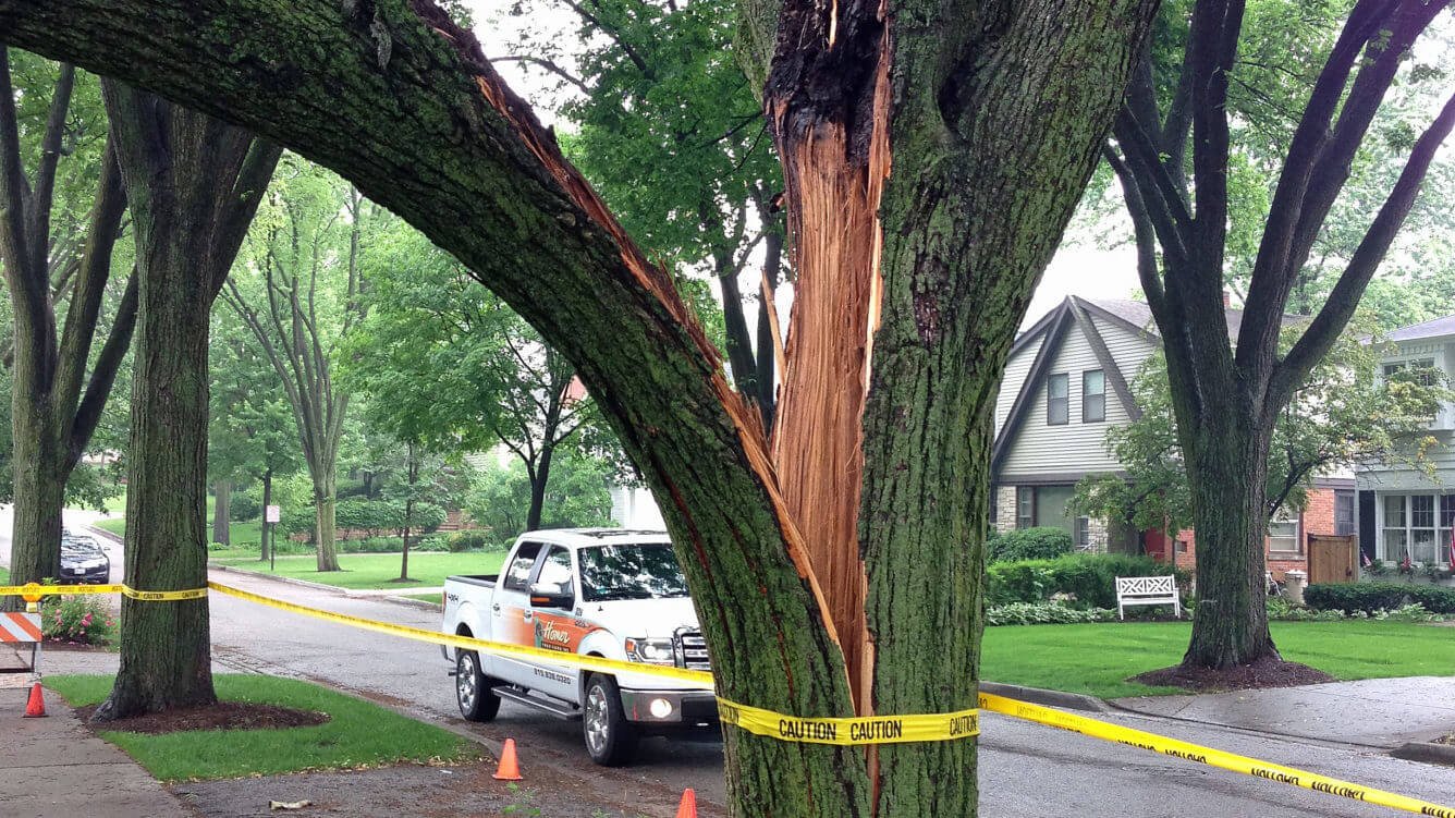 Damaged tree surrounded by yellow tape in preparation for a tree service