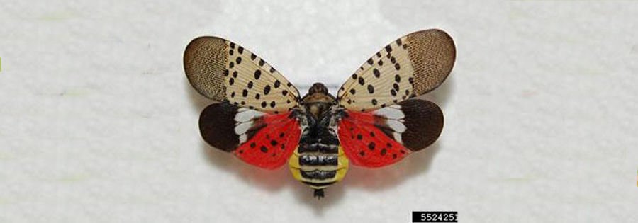 spottedlanternfly