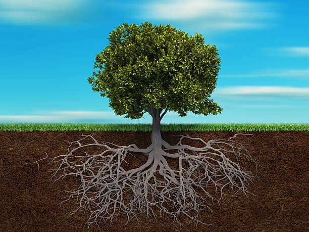 tree myths title photo