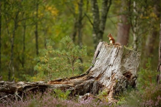 woodland habitat